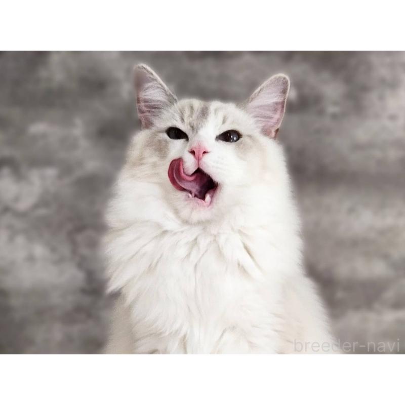 販売中の神奈川県のラグドール-131795の5枚目