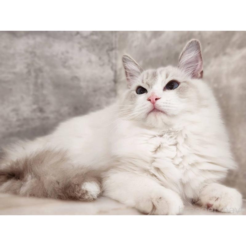 販売中の神奈川県のラグドール-131795の3枚目