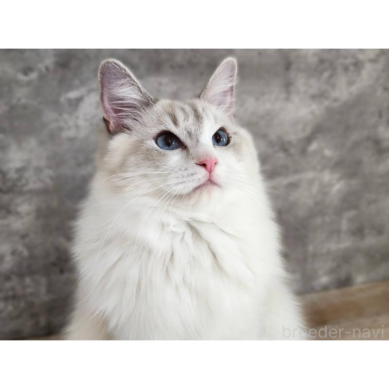 販売中の神奈川県のラグドール-131795の2枚目