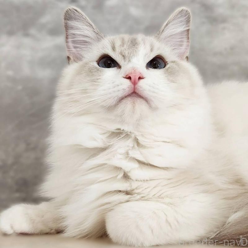 販売中の神奈川県のラグドール-131795