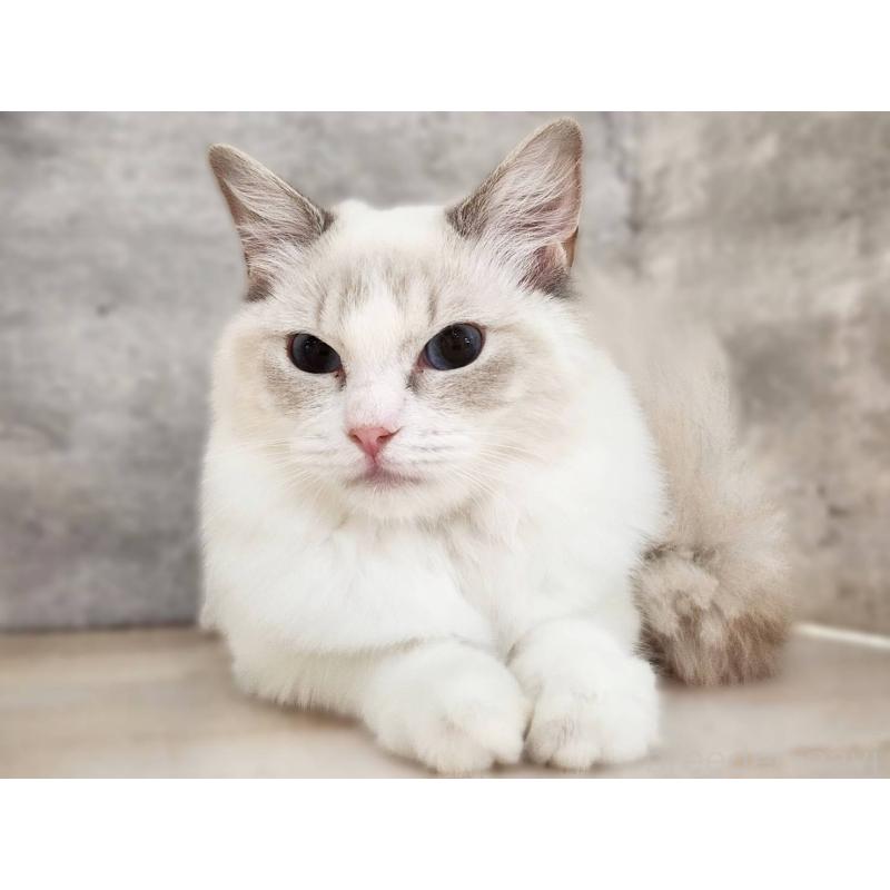 販売中の神奈川県のラグドール-131796の8枚目