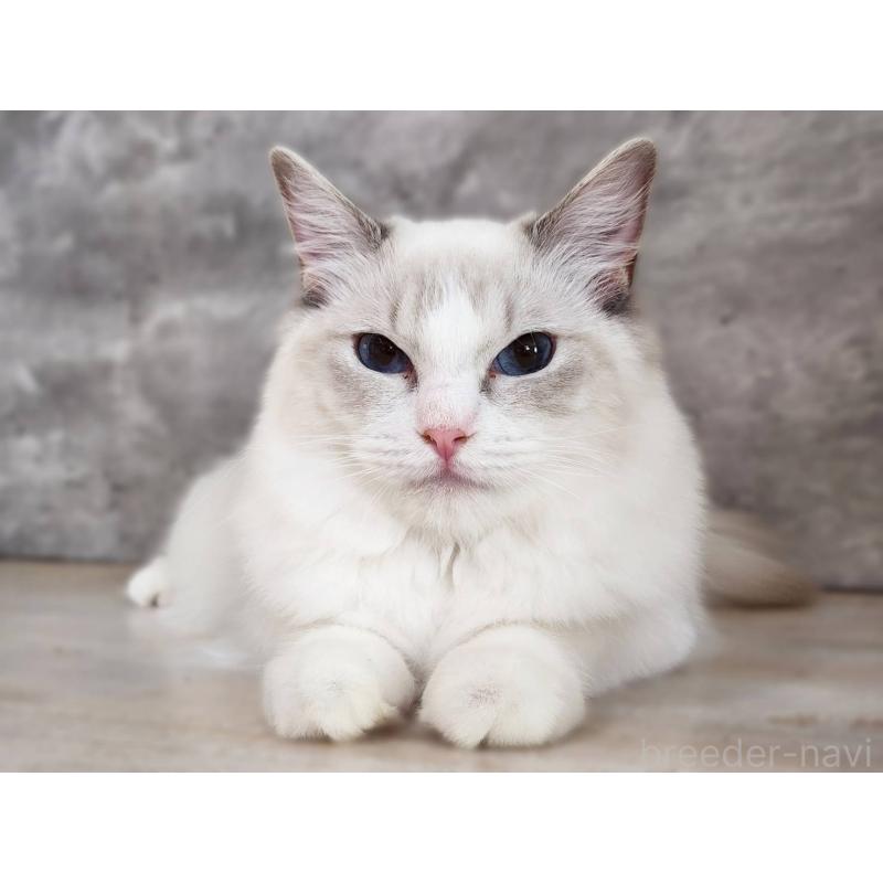 販売中の神奈川県のラグドール-131796の7枚目