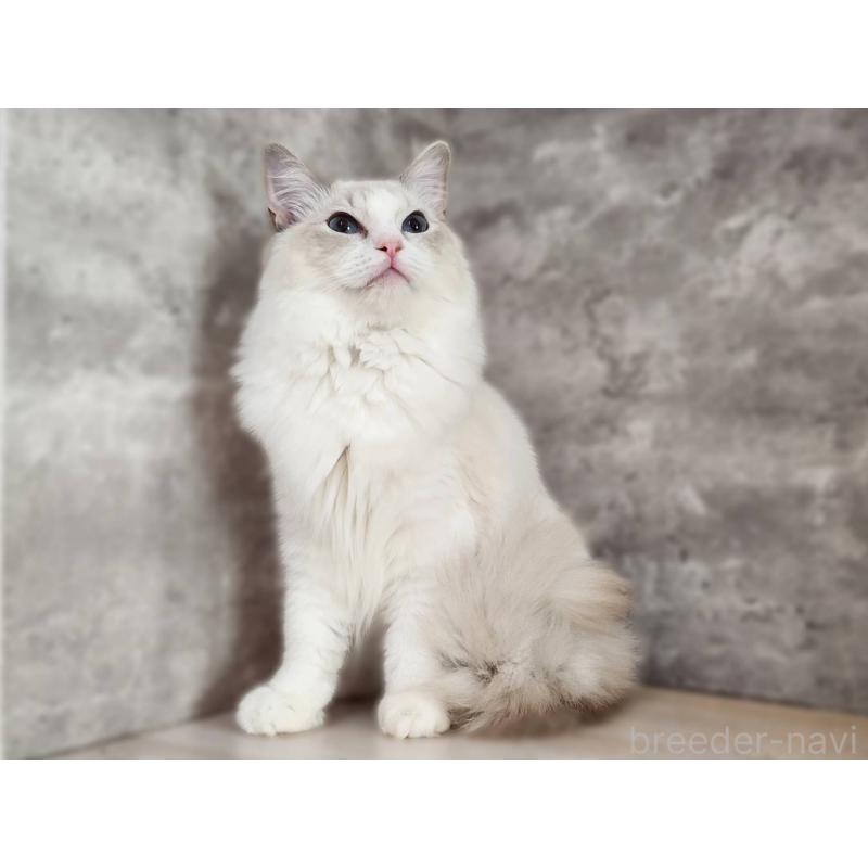 販売中の神奈川県のラグドール-131796の6枚目