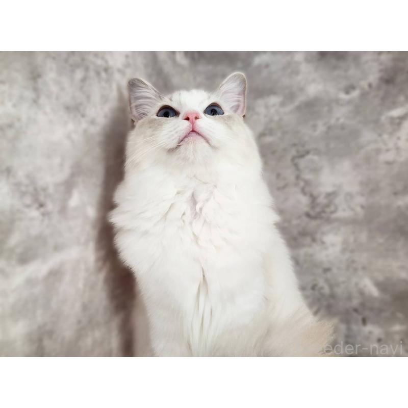 販売中の神奈川県のラグドール-131796の5枚目