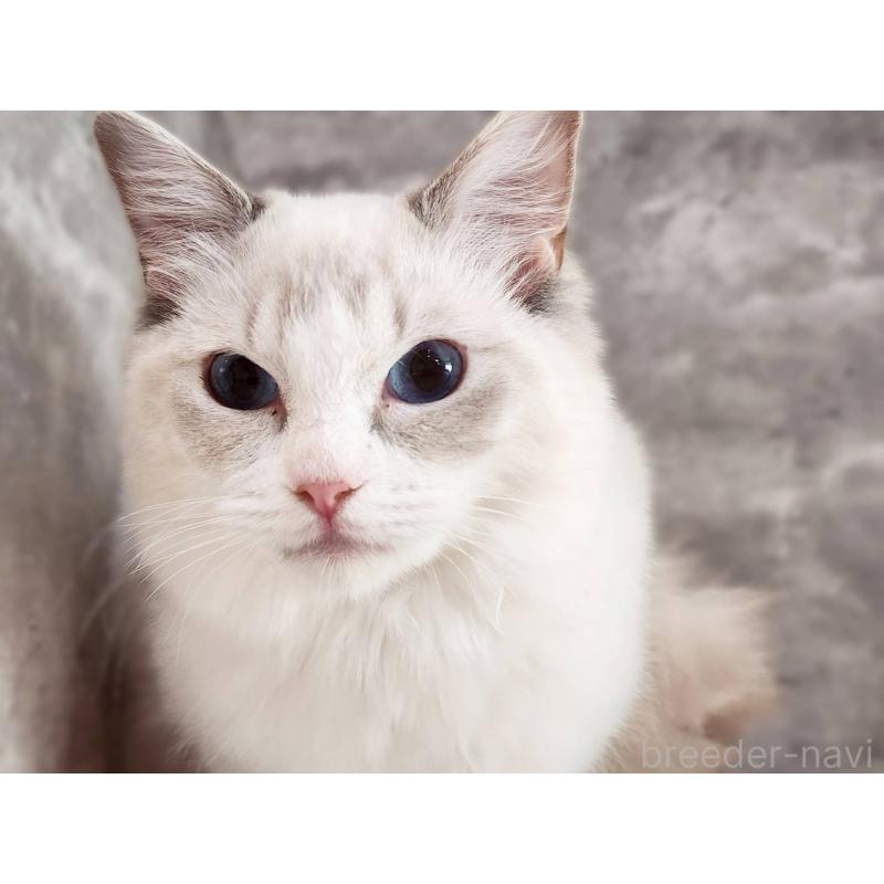 販売中の神奈川県のラグドール-131796の4枚目