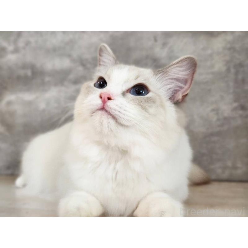 販売中の神奈川県のラグドール-131796の3枚目