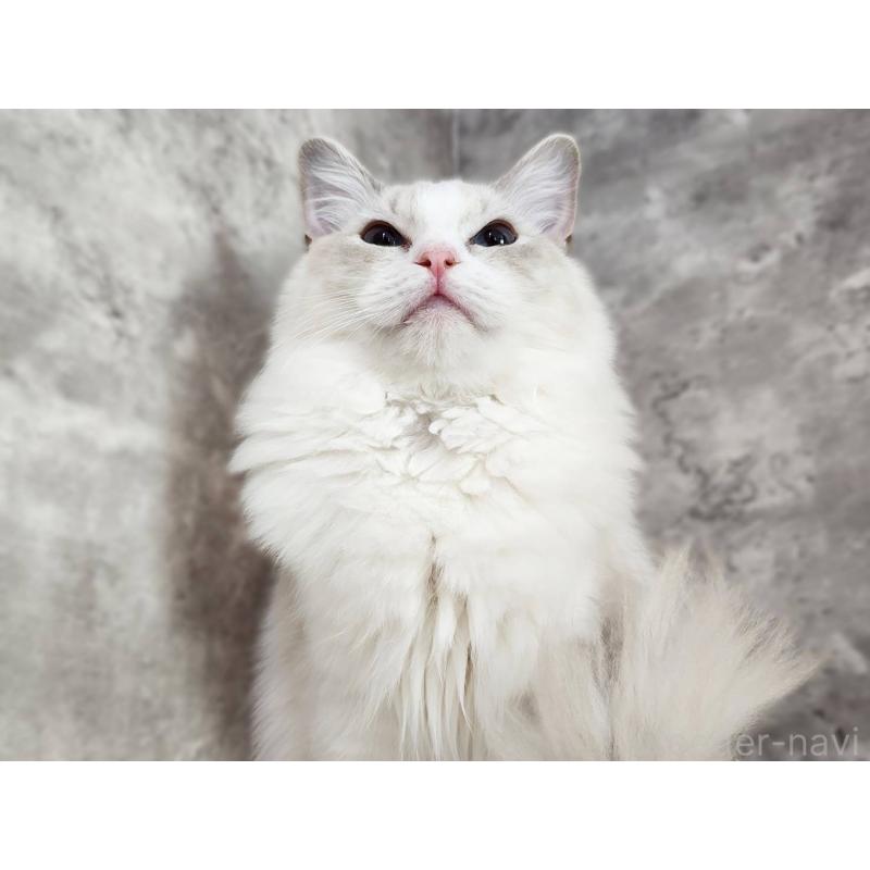 販売中の神奈川県のラグドール-131796の2枚目