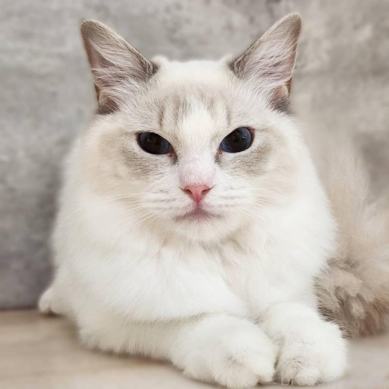 販売中の神奈川県のラグドール-131796