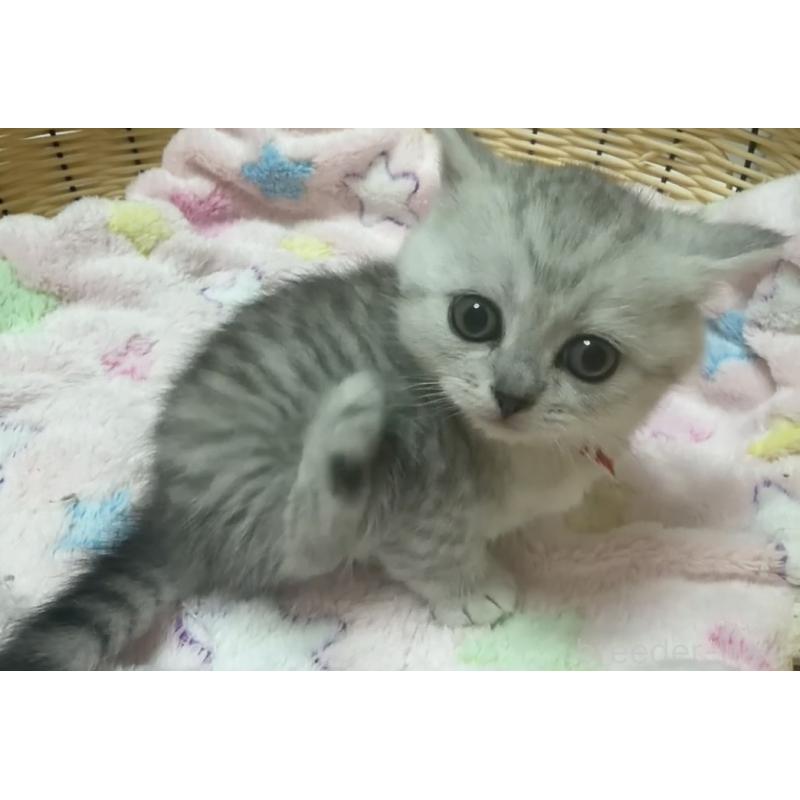 販売中の京都府のマンチカン(短足)-135681の6枚目