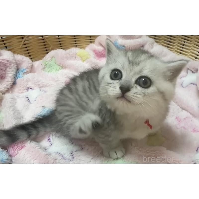 販売中の京都府のマンチカン(短足)-135681の5枚目