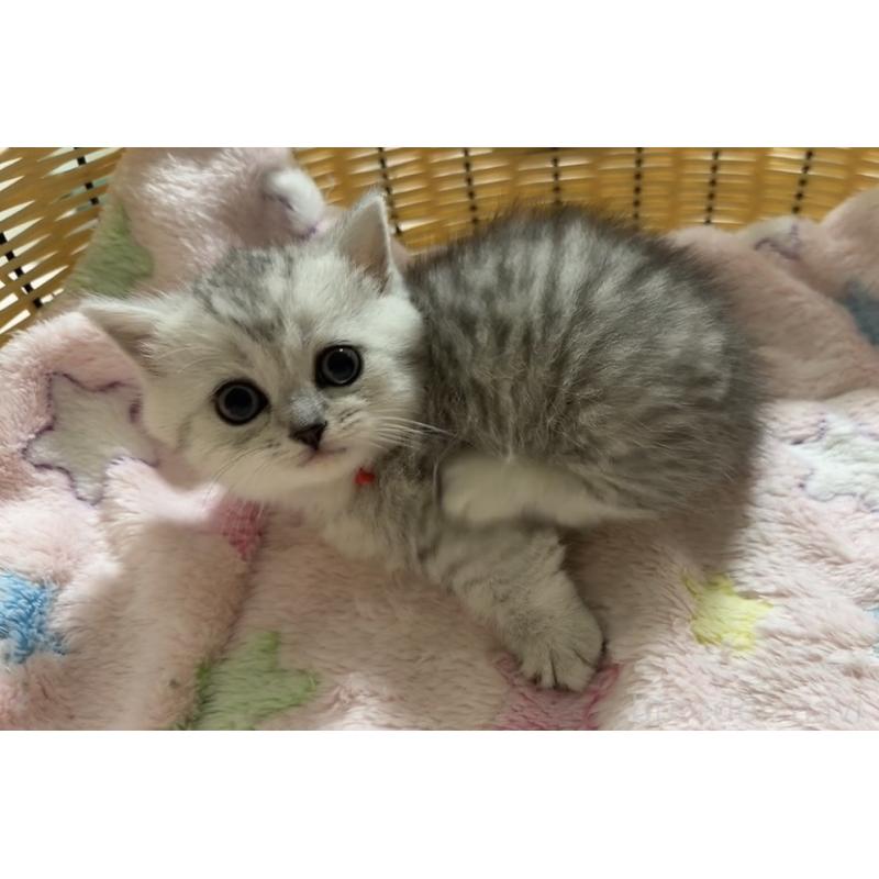 販売中の京都府のマンチカン(短足)-135681の4枚目