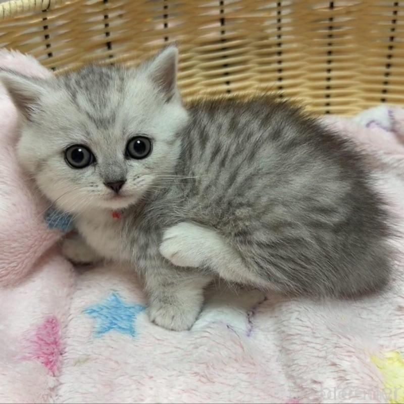 販売中の京都府のマンチカン(短足)-135681の3枚目