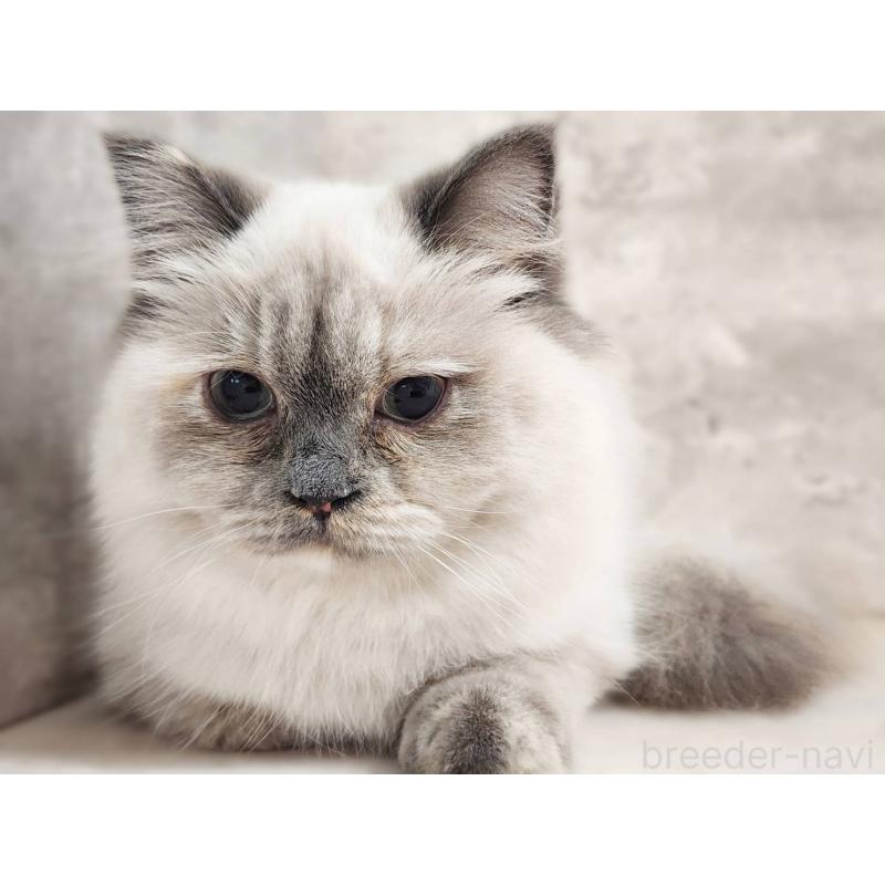 販売中の神奈川県のサイベリアン-131801の8枚目