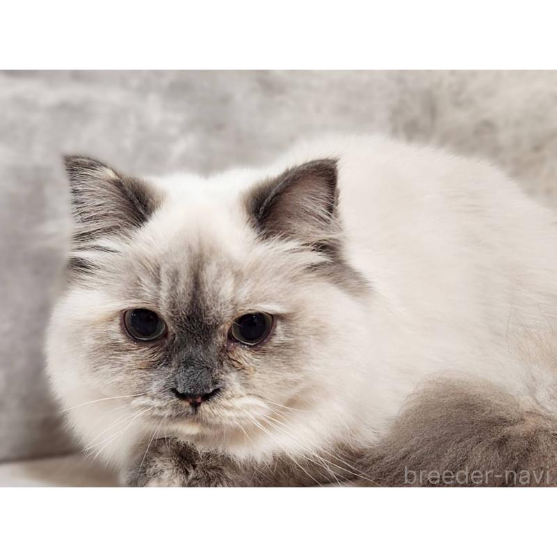 販売中の神奈川県のサイベリアン-131801の7枚目