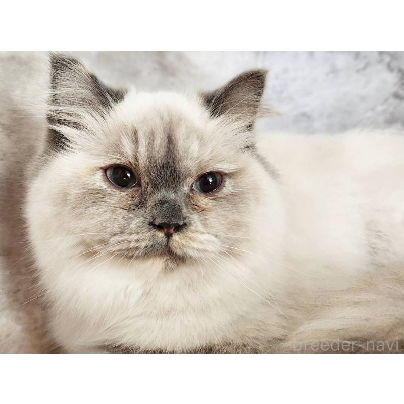 販売中の神奈川県のサイベリアン-131801の6枚目