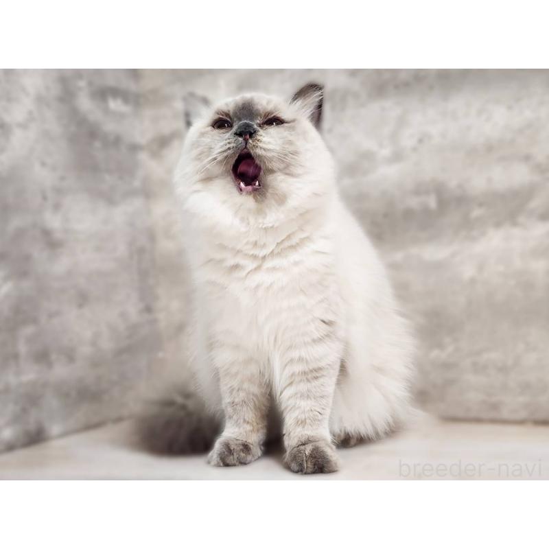 販売中の神奈川県のサイベリアン-131801の4枚目