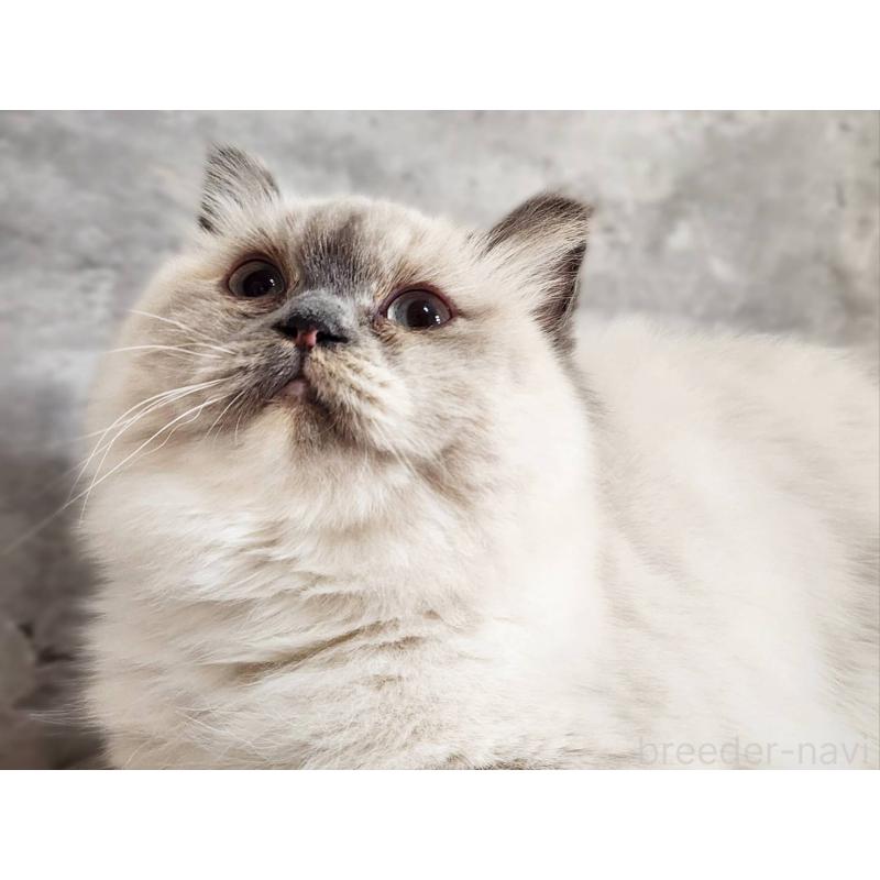 販売中の神奈川県のサイベリアン-131801の2枚目