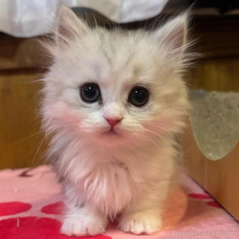 販売中の茨城県のミヌエット(短足)-135682の1枚目