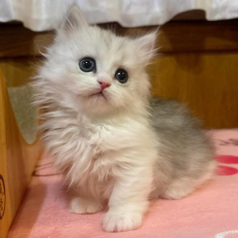 販売中の茨城県のミヌエット(短足)-135682の6枚目