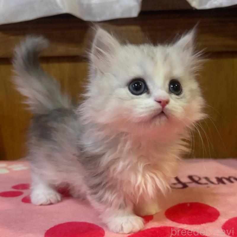 販売中の茨城県のミヌエット(短足)-135682の5枚目