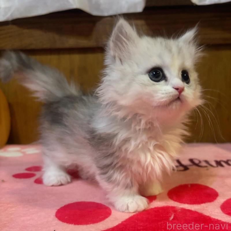 販売中の茨城県のミヌエット(短足)-135682の4枚目