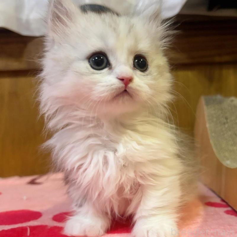 販売中の茨城県のミヌエット(短足)-135682の3枚目