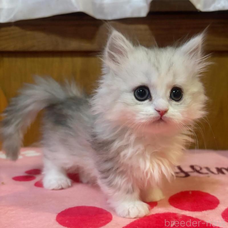 販売中の茨城県のミヌエット(短足)-135682の2枚目