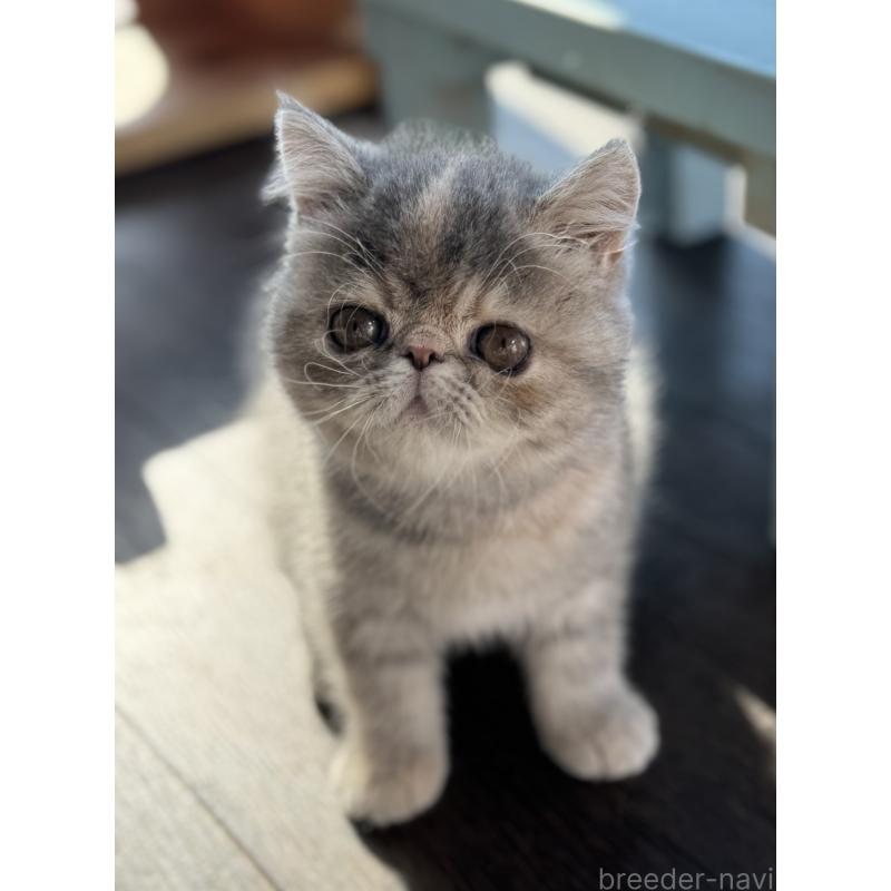 販売中の神奈川県のエキゾチックショートヘア-133238の6枚目