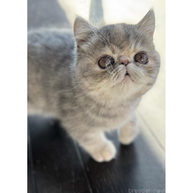 販売中の神奈川県のエキゾチックショートヘア-133238の5枚目