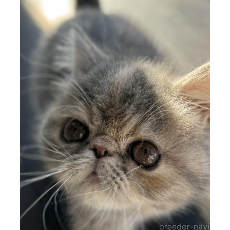 販売中の神奈川県のエキゾチックショートヘア-133238の4枚目