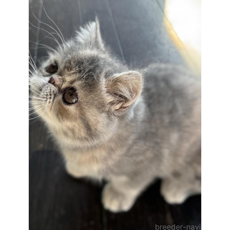 販売中の神奈川県のエキゾチックショートヘア-133238の3枚目