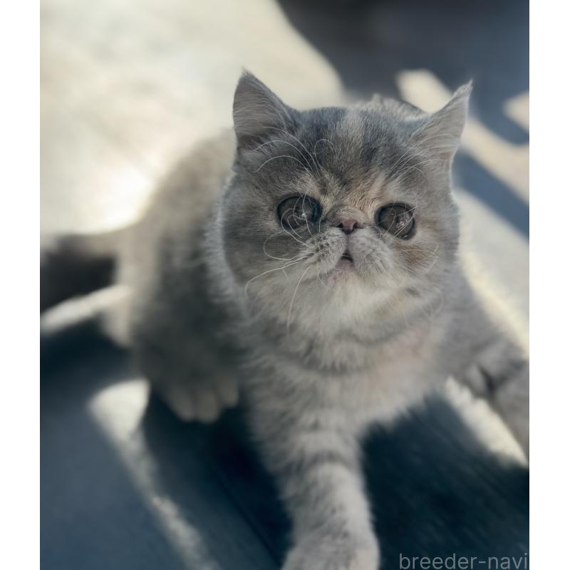 販売中の神奈川県のエキゾチックショートヘア-133238の2枚目