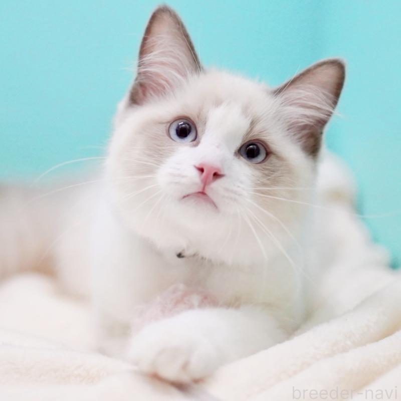 販売中の東京都のラグドール-129844の1枚目