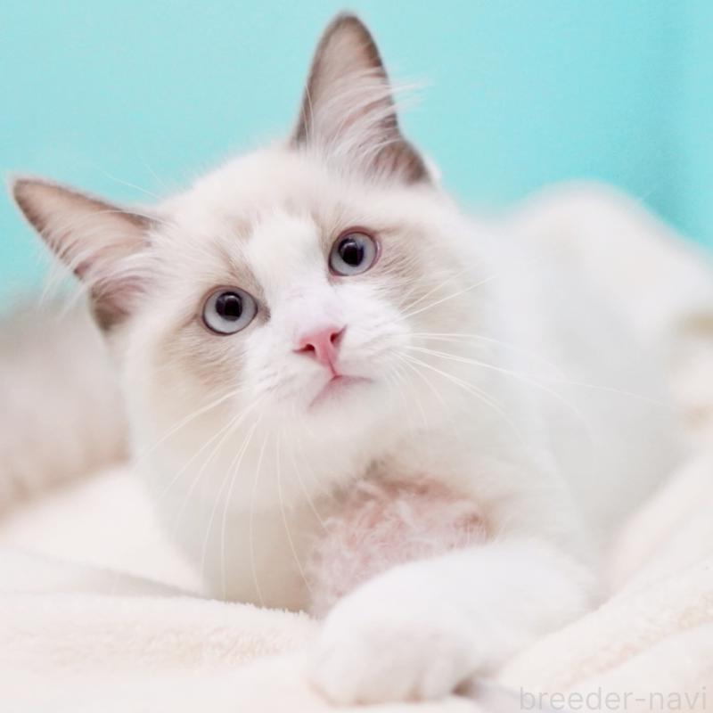 販売中の東京都のラグドール-129844の15枚目