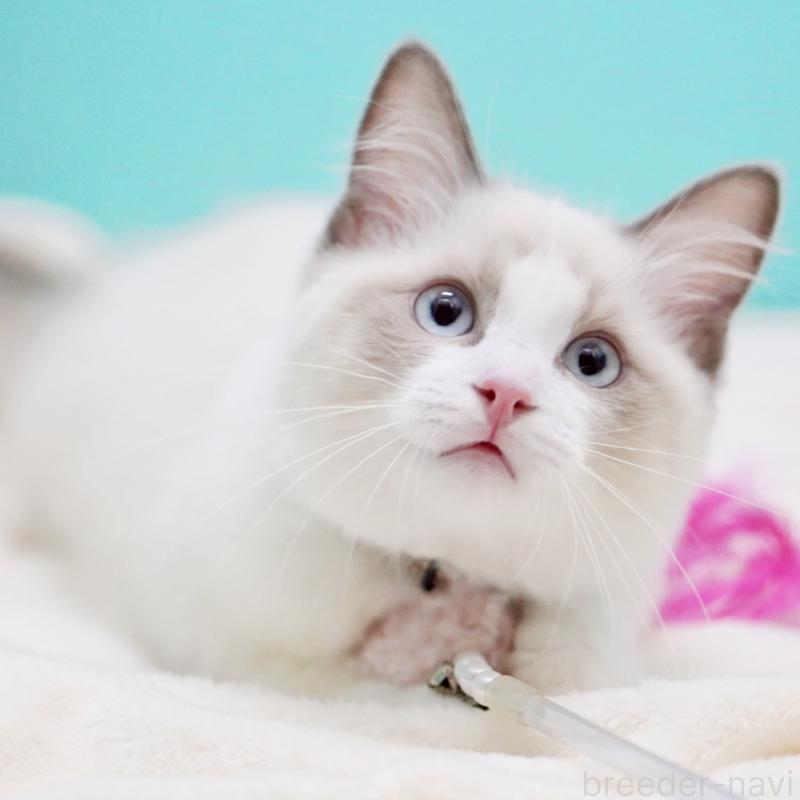 販売中の東京都のラグドール-129844の14枚目