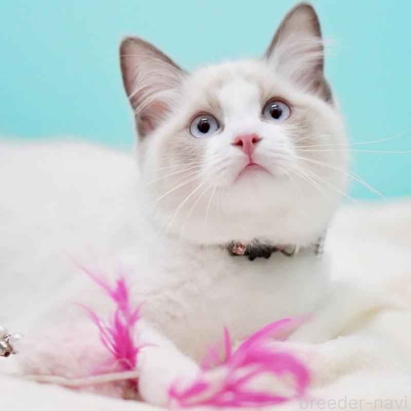 販売中の東京都のラグドール-129844の13枚目