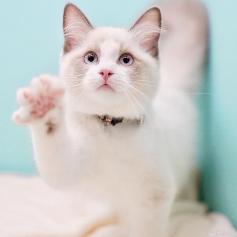 販売中の東京都のラグドール-129844の12枚目