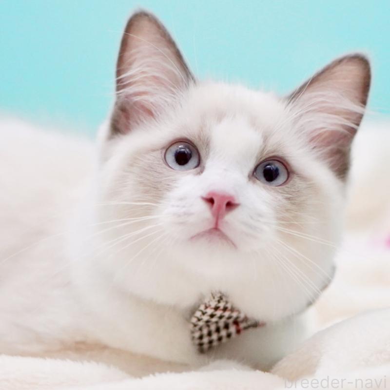 販売中の東京都のラグドール-129844の11枚目