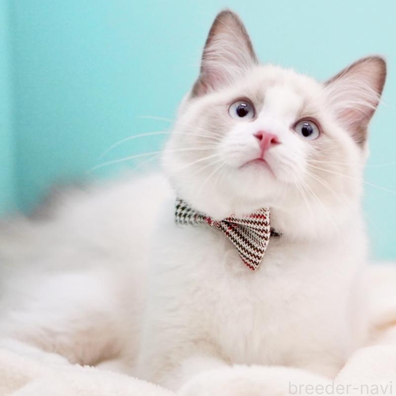 販売中の東京都のラグドール-129844の10枚目