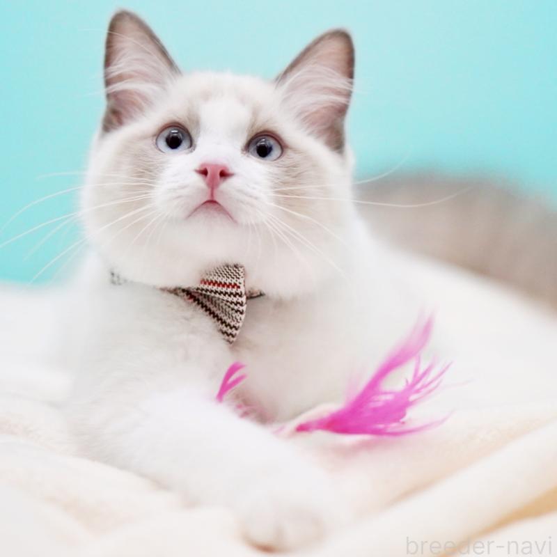 販売中の東京都のラグドール-129844の9枚目