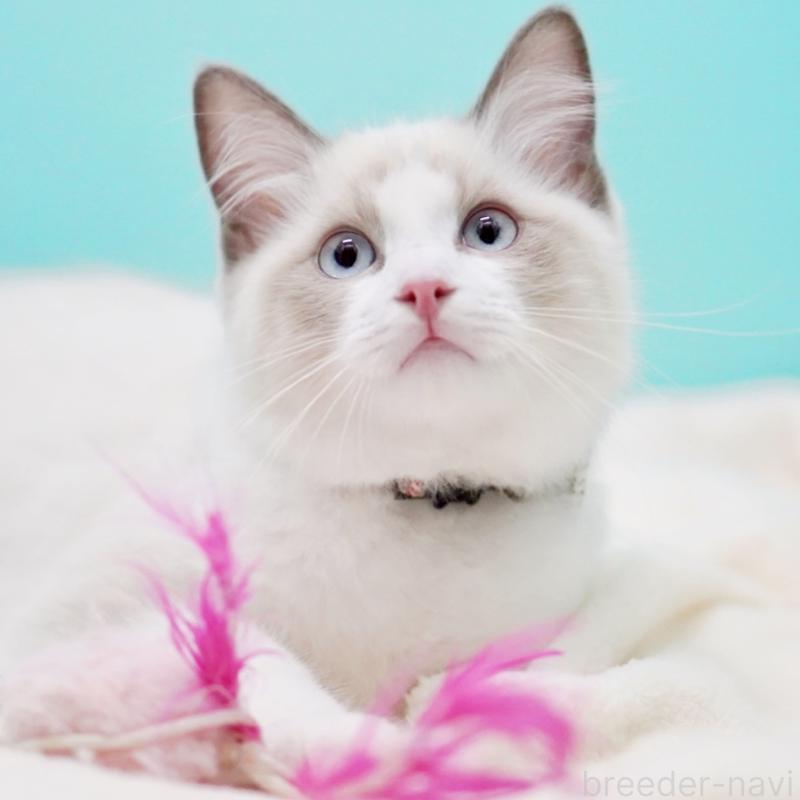 販売中の東京都のラグドール-129844の8枚目