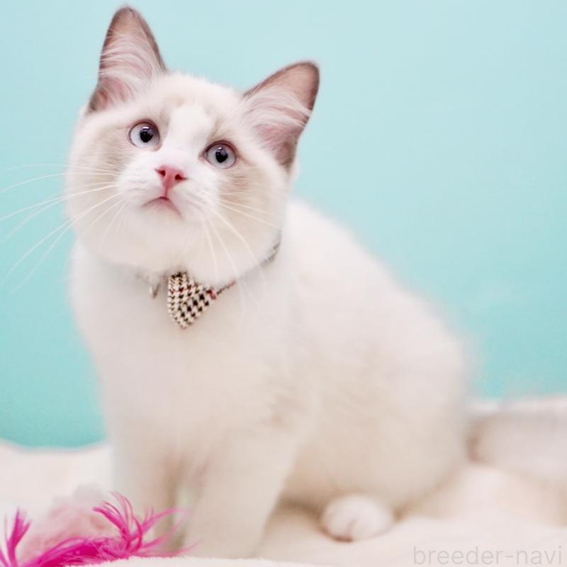 販売中の東京都のラグドール-129844の7枚目