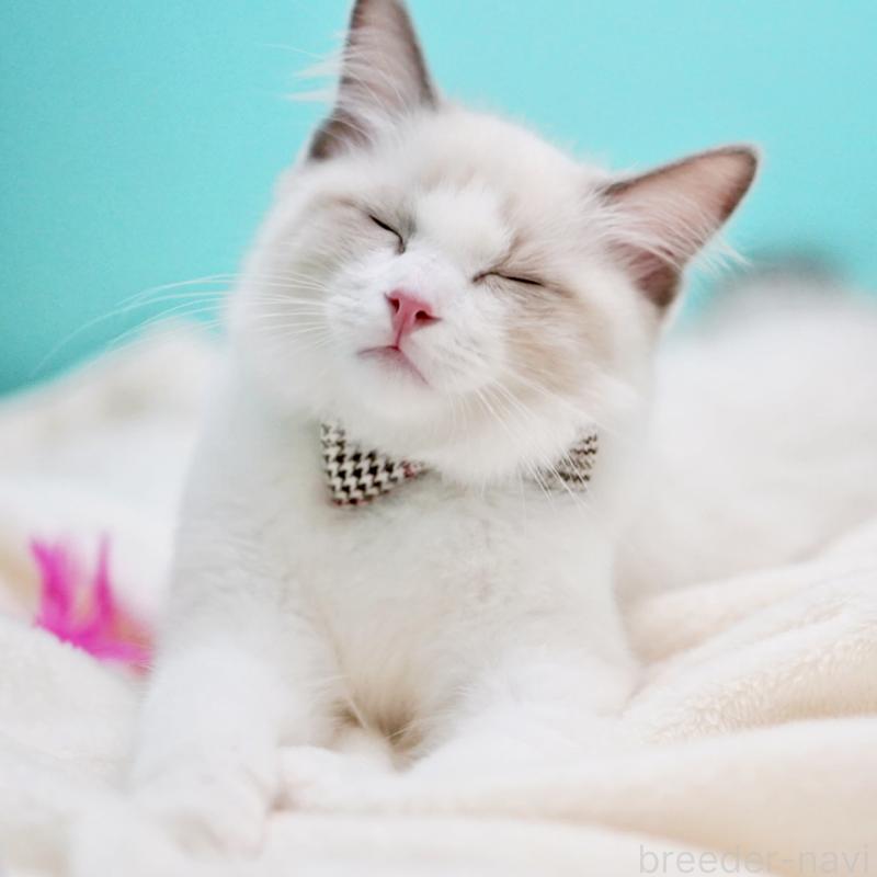 販売中の東京都のラグドール-129844の6枚目
