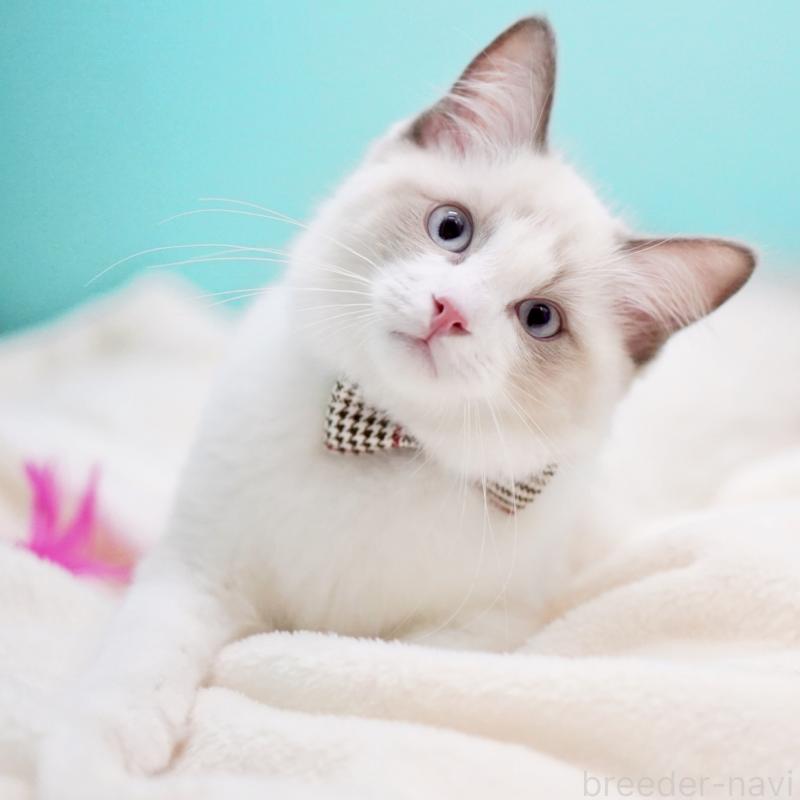 販売中の東京都のラグドール-129844の5枚目