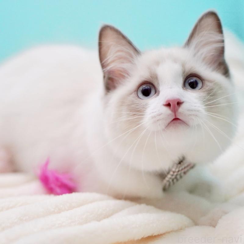 販売中の東京都のラグドール-129844の4枚目