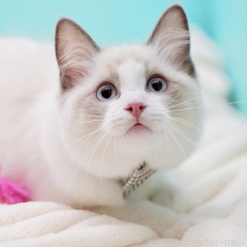 販売中の東京都のラグドール-129844の3枚目