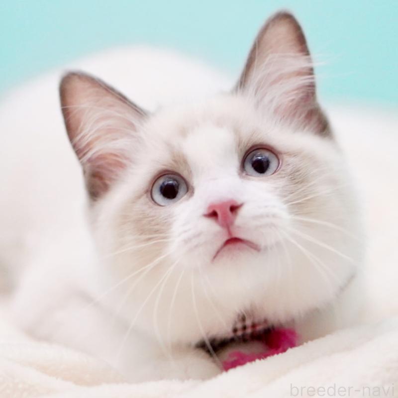 販売中の東京都のラグドール-129844の2枚目