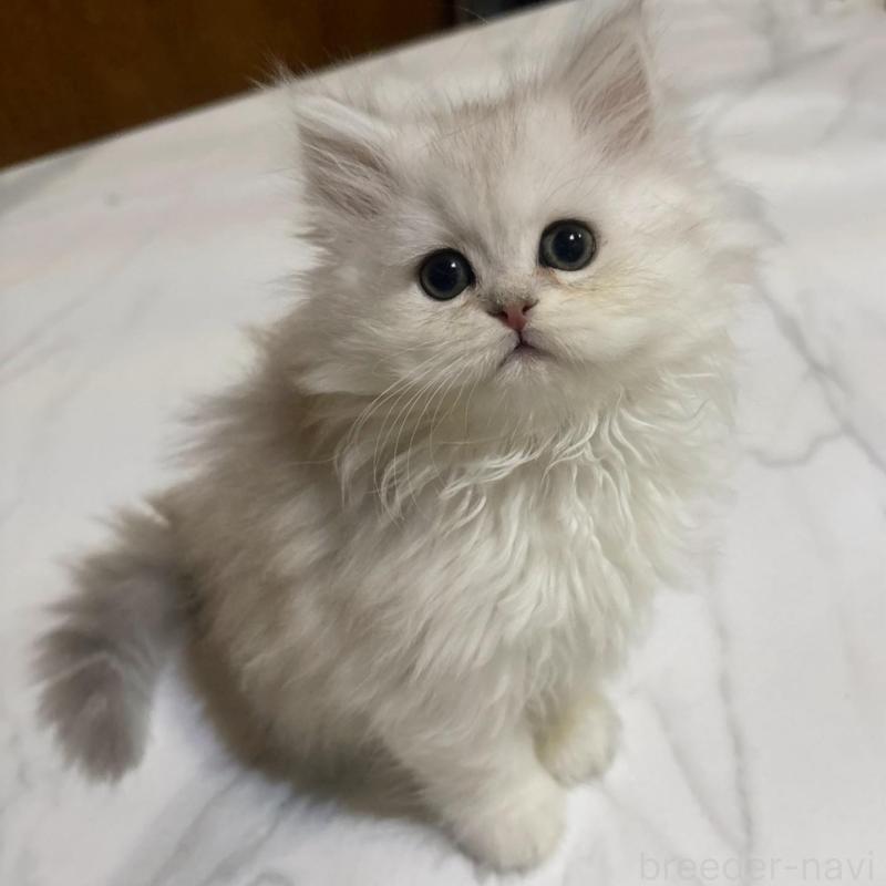 販売中の茨城県のミヌエット-135683の2枚目