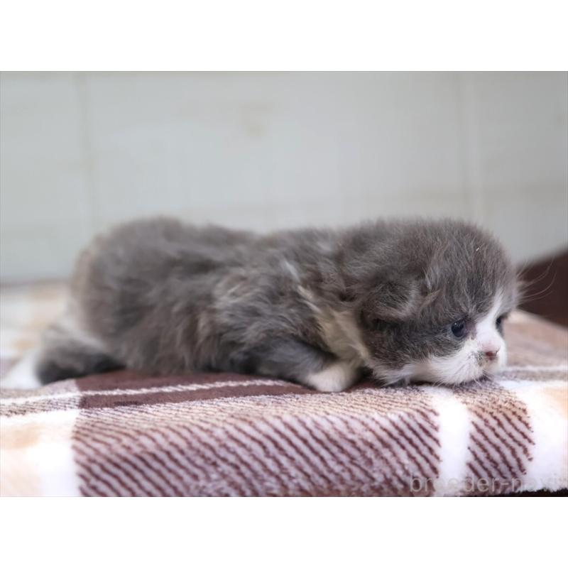 販売中の愛知県のマンチカン-135685の8枚目