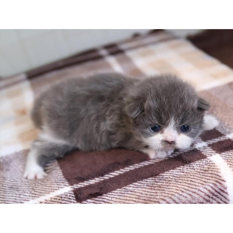 販売中の愛知県のマンチカン-135685の6枚目